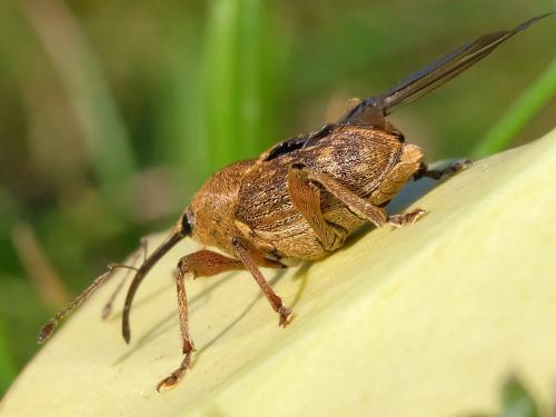 Réf. 282 737 : Curculio sp.